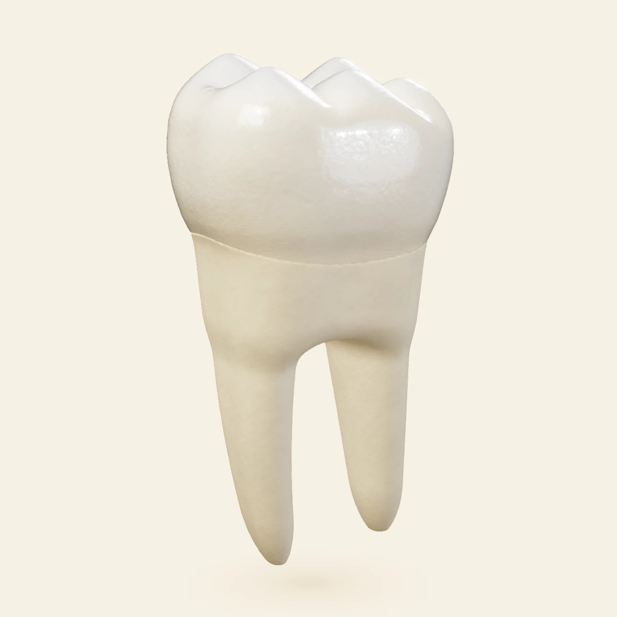 Een complete onderkies met twee wortels, in 3D